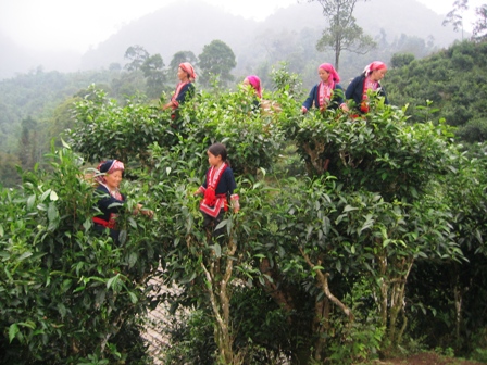 Hạt giống hoa, hoa treo, dạ yến thảo, hoa treo ban công, hạt giống hoa oải hương, bán hạt giống hoa oải hương, hat giong hoa oai huong, hạt giống  chất lượng cao, hat giong hoa , hat giong hoa chat luong cao, hoa trong tham, hoa trong chau,